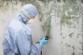 Why You Should Choose Our Mold Remediation Services in Gulf Shores, AL